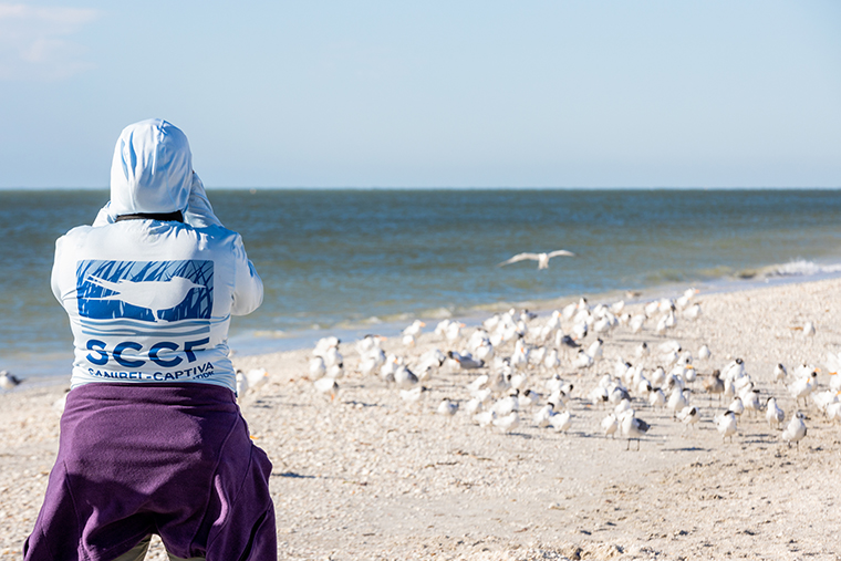 SCCF to offer shorebird ID presentation, walks | News, Sports, Jobs - SANIBEL-CAPTIVA - Island Reporter, Islander and Current - Vimarsana News