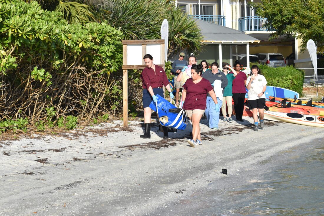 CROW releases sea turtles following treatment | News, Sports, Jobs - SANIBEL-CAPTIVA - Island Reporter, Islander and Current - Vimarsana News