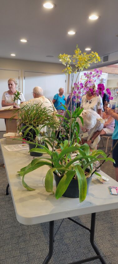 San Cap Orchid Society to hold meeting | News, Sports, Jobs - SANIBEL-CAPTIVA - Island Reporter, Islander and Current - Vimarsana News