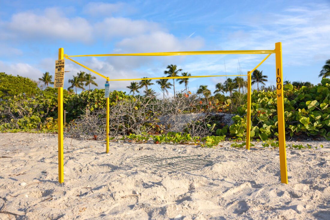 First sea turtle nest of the season found on Sanibel's west end | News, Sports, Jobs - SANIBEL-CAPTIVA - Vimarsana News
