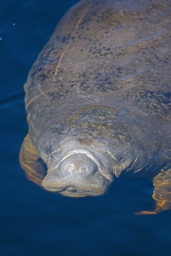 FWC: Go slow, look out below — manatees need your help | News, Sports, Jobs - SANIBEL-CAPTIVA - Vimarsana News