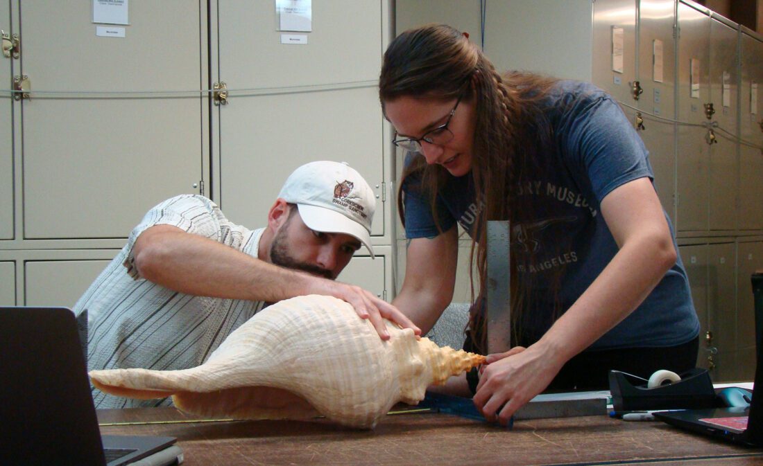 New research on horse conch includes shell museum specimens | News, Sports, Jobs - SANIBEL-CAPTIVA - Vimarsana News