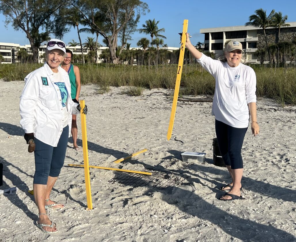 SCCF: Sea turtle nesting season picking up | News, Sports, Jobs - SANIBEL-CAPTIVA - Island Reporter, Islander and Current - Vimarsana News