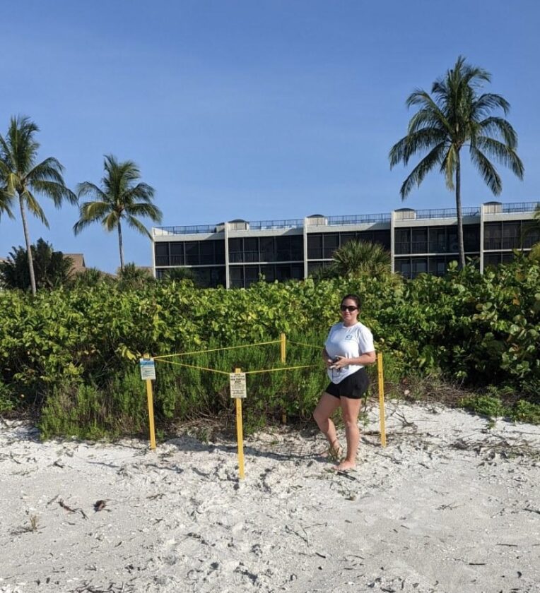 Sea turtle nesting reaching its peak on the islands | News, Sports, Jobs - SANIBEL-CAPTIVA - Island Reporter, Islander and Current - Vimarsana News