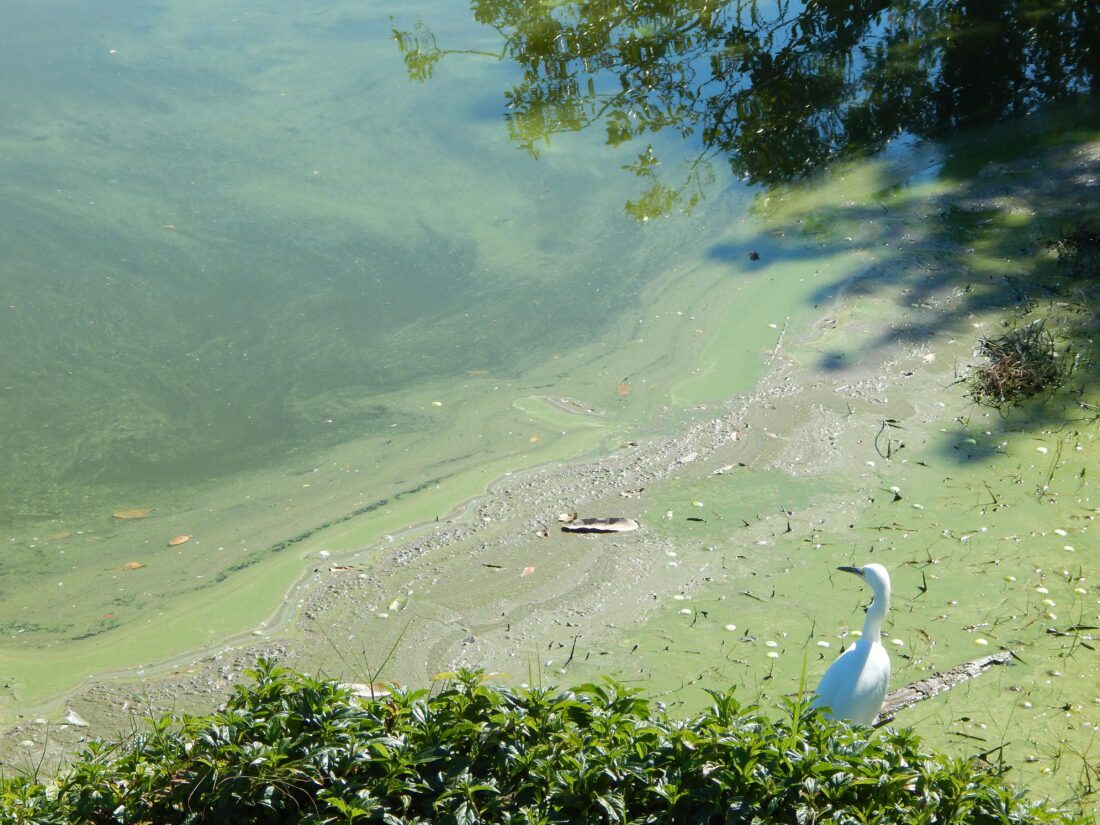Ban on nitrogen, phosphorous fertilizers in effect for islands | News, Sports, Jobs - SANIBEL-CAPTIVA - Vimarsana News
