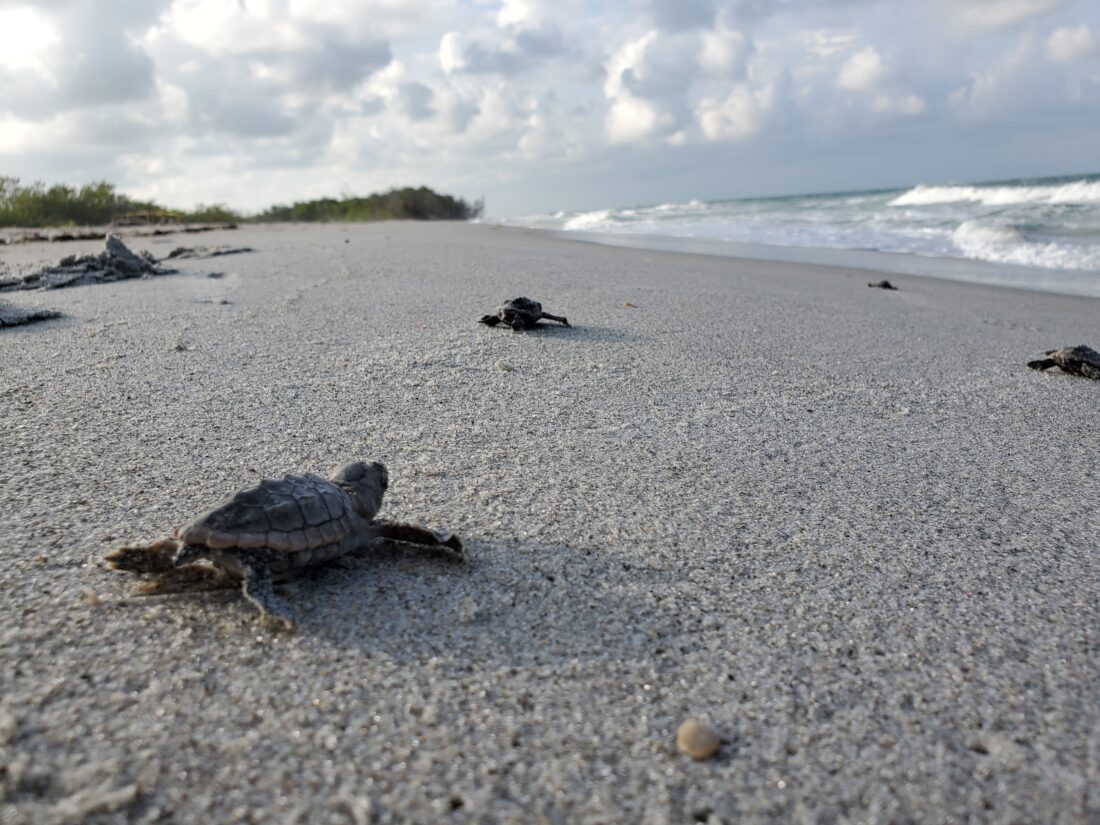 SCCF: Sea turtle hatching season begins | News, Sports, Jobs - SANIBEL-CAPTIVA - Island Reporter, Islander and Current - Vimarsana News