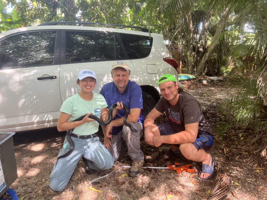 SCCF: Rare summer sighting of Eastern indigo snake | News, Sports, Jobs - SANIBEL-CAPTIVA - Island Reporter, Islander and Current - Vimarsana News