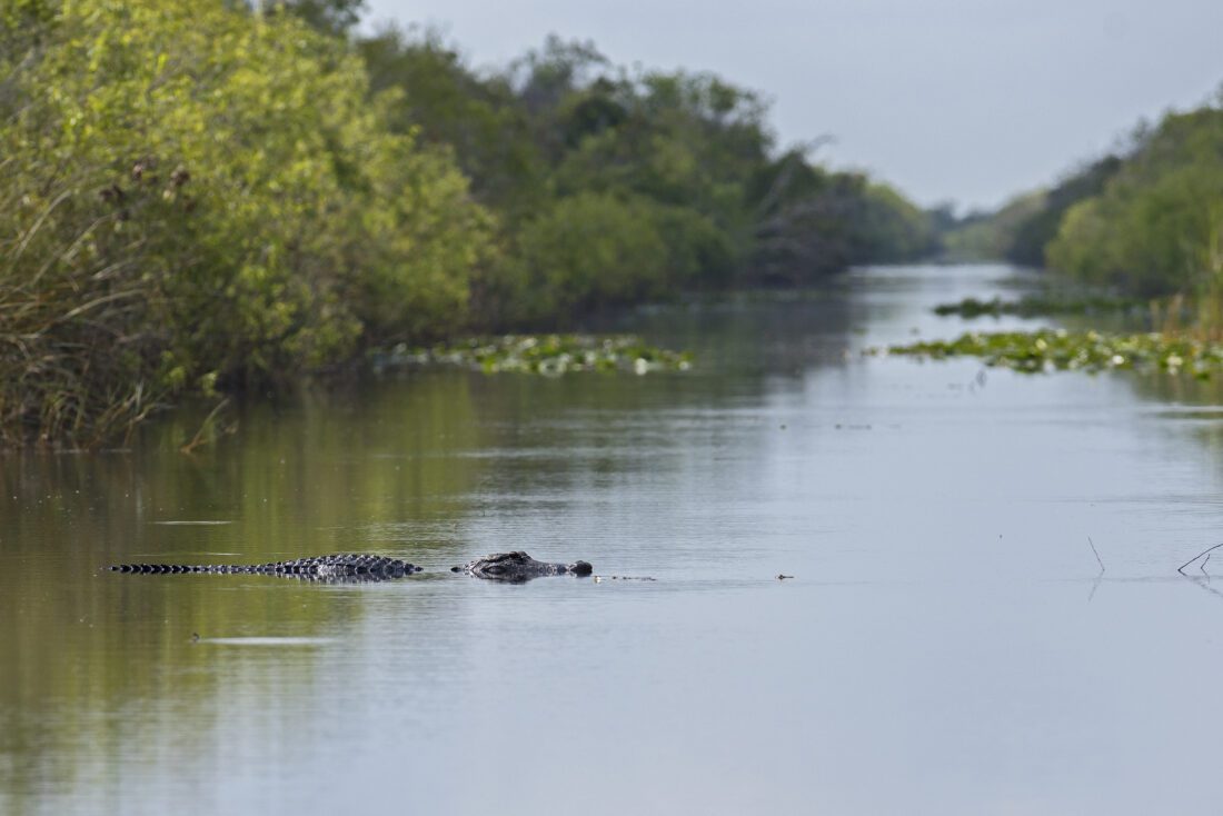FWC: Learn how to be alligator aware | News, Sports, Jobs - SANIBEL-CAPTIVA - Island Reporter, Islander and Current - Vimarsana News