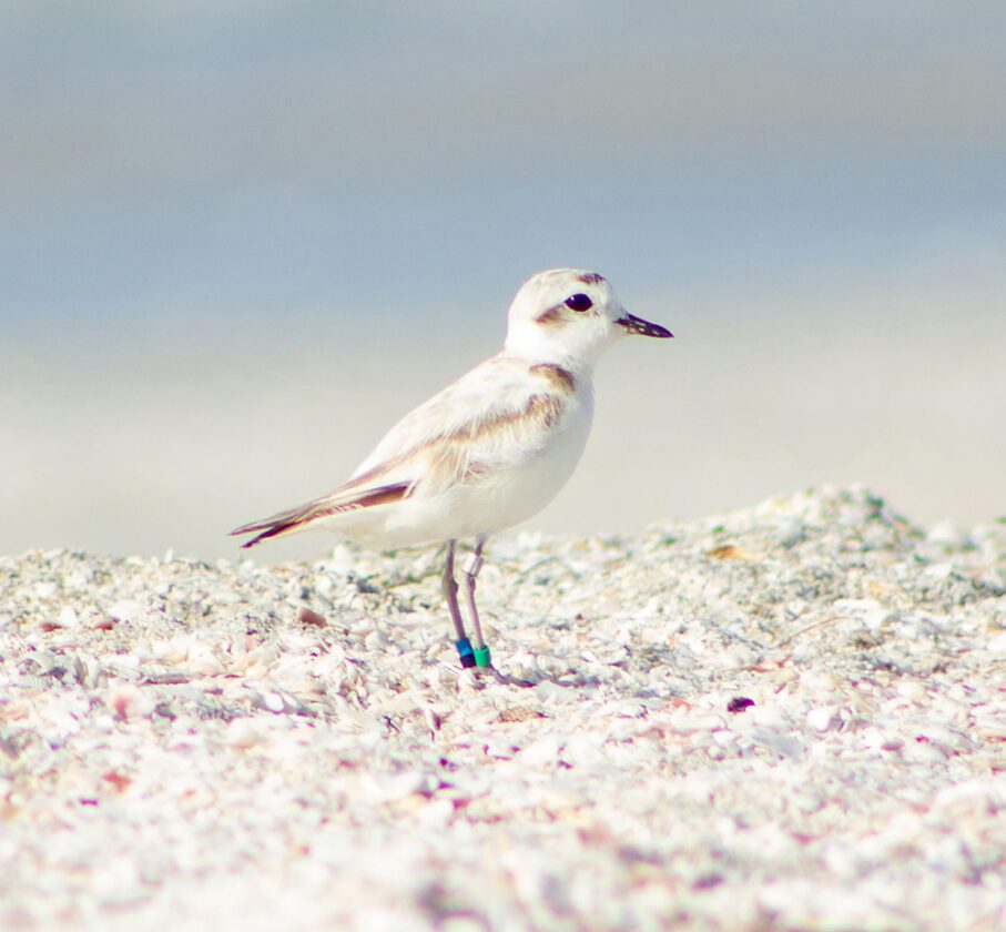 Snowy plover named 'BK' has successful nesting season | News, Sports, Jobs - SANIBEL-CAPTIVA - Vimarsana News