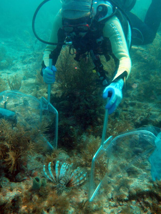 Annual Lionfish Challenge to wrap up in September | News, Sports, Jobs - SANIBEL-CAPTIVA - Island Reporter, Islander and Current - Vimarsana News