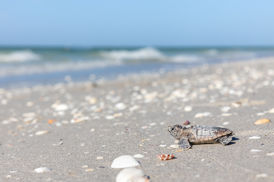 SCCF: More than 24,000 sea turtles hatchlings so far | News, Sports, Jobs - SANIBEL-CAPTIVA - Island Reporter, Islander and Current - Vimarsana News