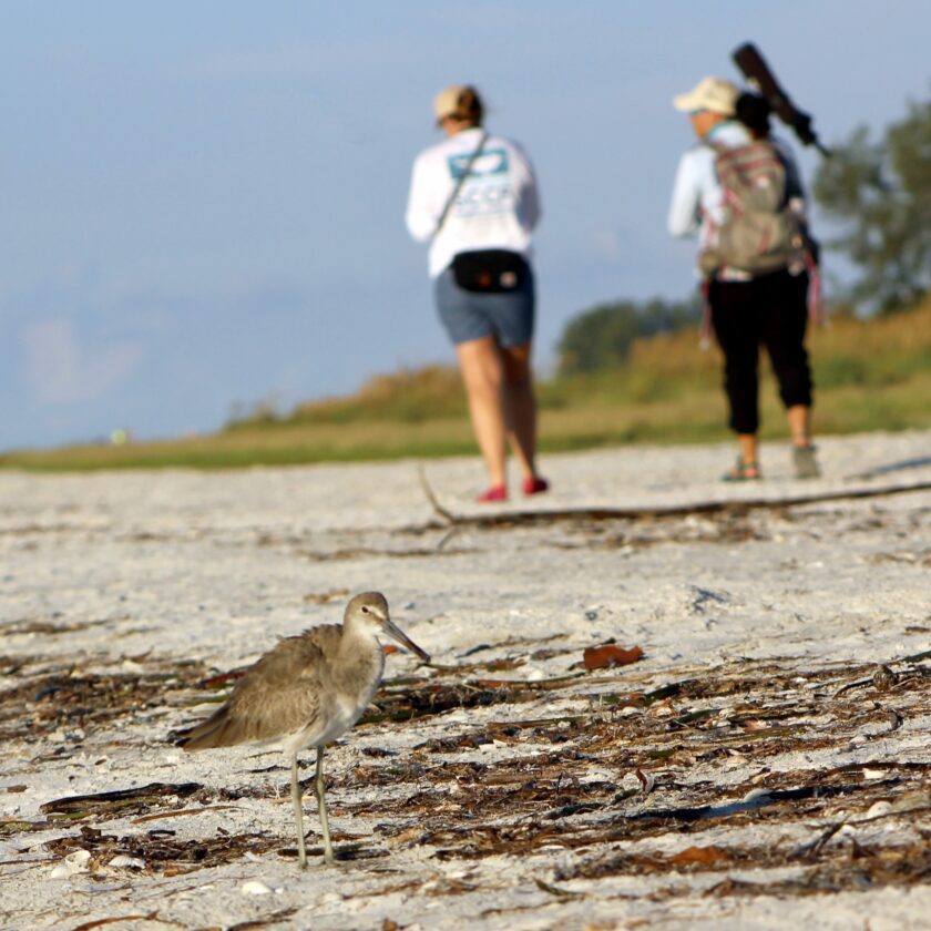 Over 2,700 birds observed during Global Shorebird Counts | News, Sports, Jobs - SANIBEL-CAPTIVA - Vimarsana News