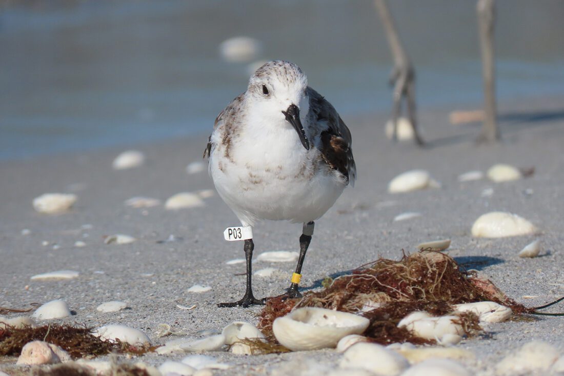 Familiar sanderling spotted back on Sanibel | News, Sports, Jobs - SANIBEL-CAPTIVA - Island Reporter, Islander and Current - Vimarsana News