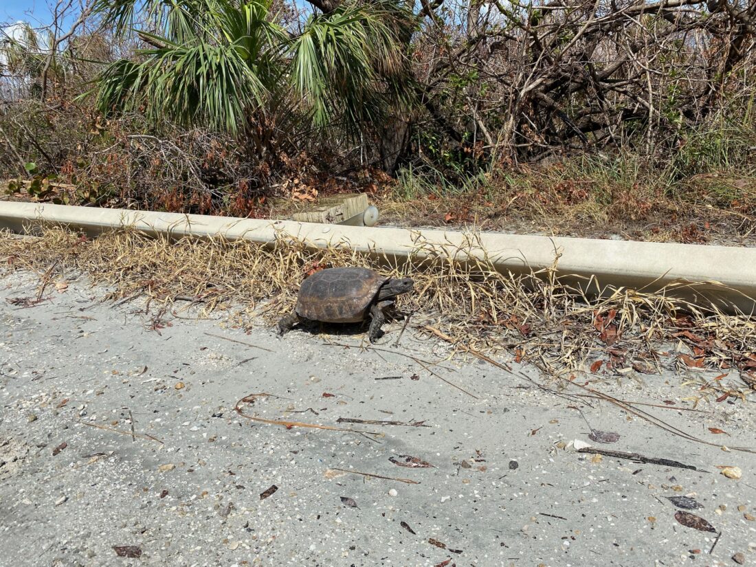 Refuge provides wildlife update | News, Sports, Jobs - SANIBEL-CAPTIVA - Island Reporter, Islander and Current - Vimarsana News