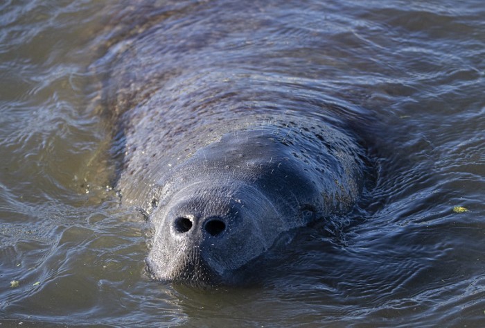 FWC: It is Manatee Awareness Month | News, Sports, Jobs - SANIBEL-CAPTIVA - Island Reporter, Islander and Current - Vimarsana News