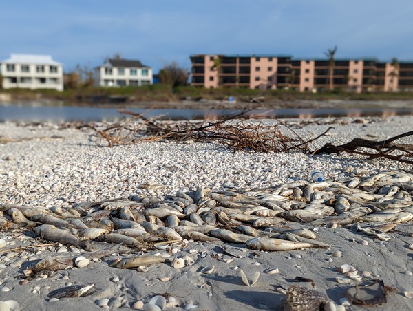 Roskamp study links red tide to neurological impacts | News, Sports, Jobs - SANIBEL-CAPTIVA - Island Reporter, Islander and Current - Vimarsana News