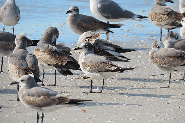 Shorebird numbers increase on islands, SCCF reports | News, Sports, Jobs - SANIBEL-CAPTIVA - Island Reporter, Islander and Current - Vimarsana News