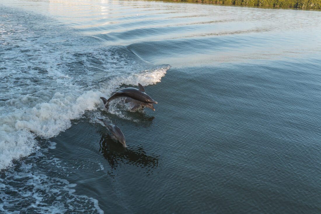 Captiva Cruises reopens with limited cruise schedule | News, Sports, Jobs - SANIBEL-CAPTIVA - Island Reporter, Islander and Current - Vimarsana News