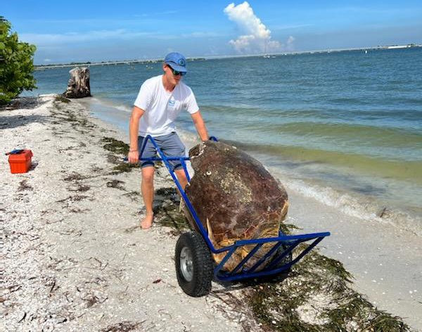 SCCF staff responds to sea turtle strandings in 2022 | News, Sports, Jobs - SANIBEL-CAPTIVA - Island Reporter, Islander and Current - Vimarsana News