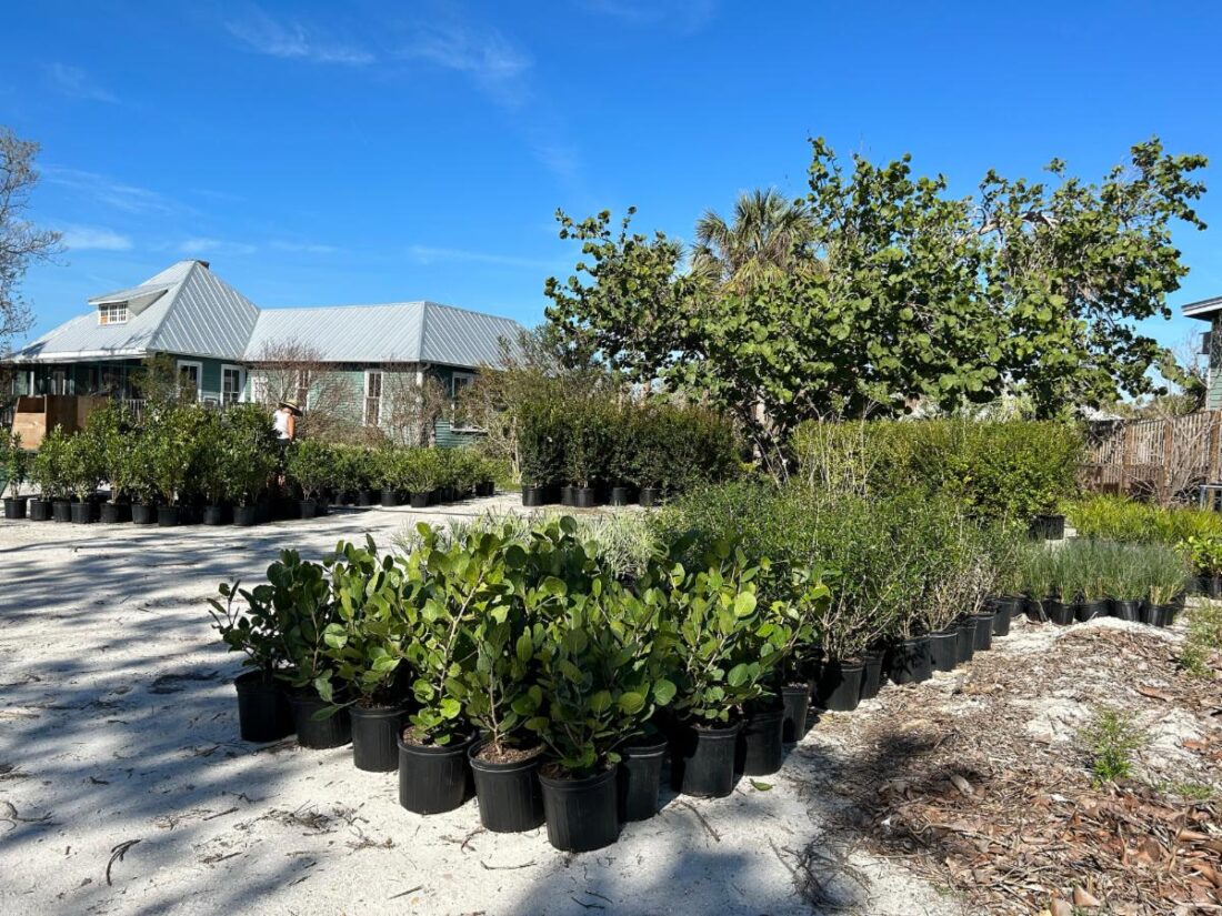 SCCF reopens landscapes, garden center post-storm | News, Sports, Jobs - SANIBEL-CAPTIVA - Island Reporter, Islander and Current - Vimarsana News