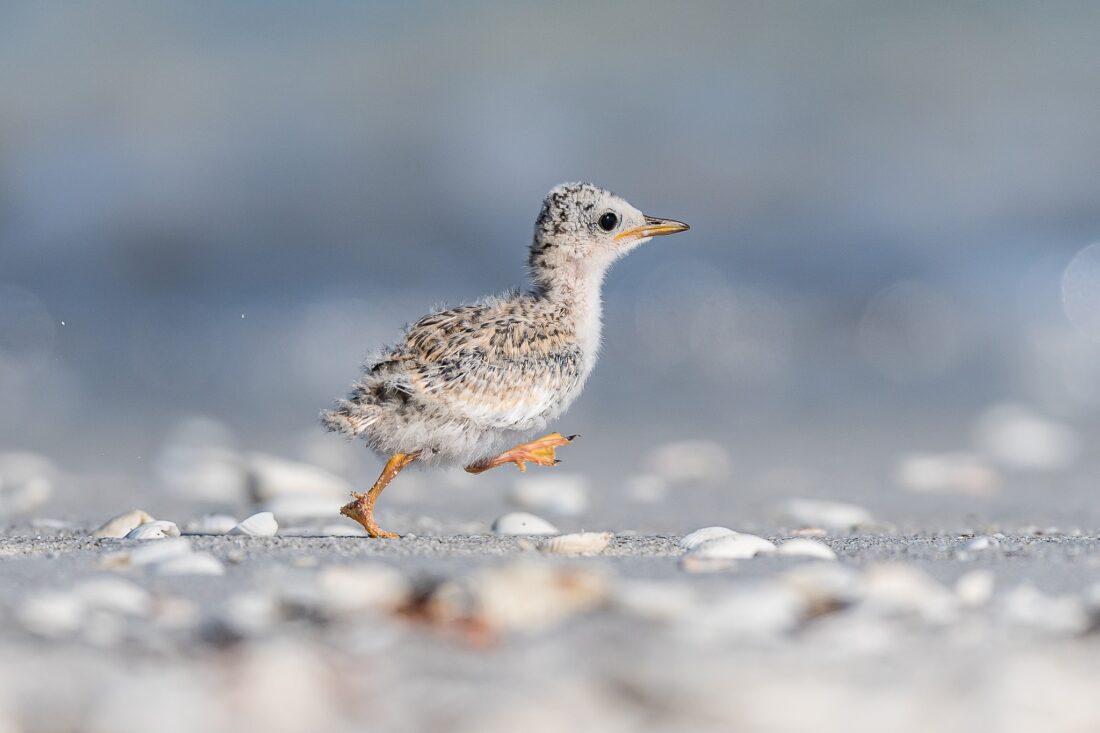Winners of amateur nature photo contest announced | News, Sports, Jobs - SANIBEL-CAPTIVA - Island Reporter, Islander and Current - Vimarsana News