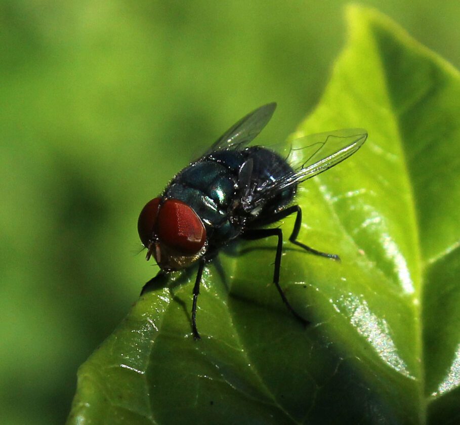 Deadline approaching for annual photo contest for high schoolers | News, Sports, Jobs - SANIBEL-CAPTIVA - Vimarsana News