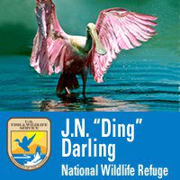 DDWS reports on refuge programming and more | News, Sports, Jobs - SANIBEL-CAPTIVA - Island Reporter, Islander and Current - Vimarsana News