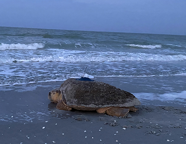 SCCF, others investigating how red tide impacts sea turtles | News, Sports, Jobs - SANIBEL-CAPTIVA - Vimarsana News