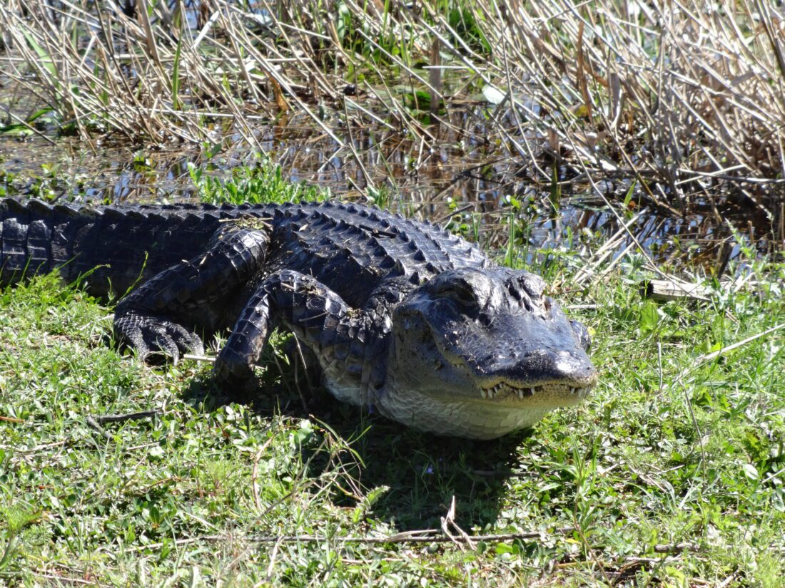 FWC: Tips to safely co-exist with alligators | News, Sports, Jobs - SANIBEL-CAPTIVA - Island Reporter, Islander and Current - Vimarsana News