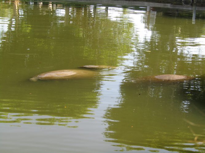 Lee County leads state in manatee deaths | News, Sports, Jobs - SANIBEL-CAPTIVA - Island Reporter, Islander and Current - Vimarsana News