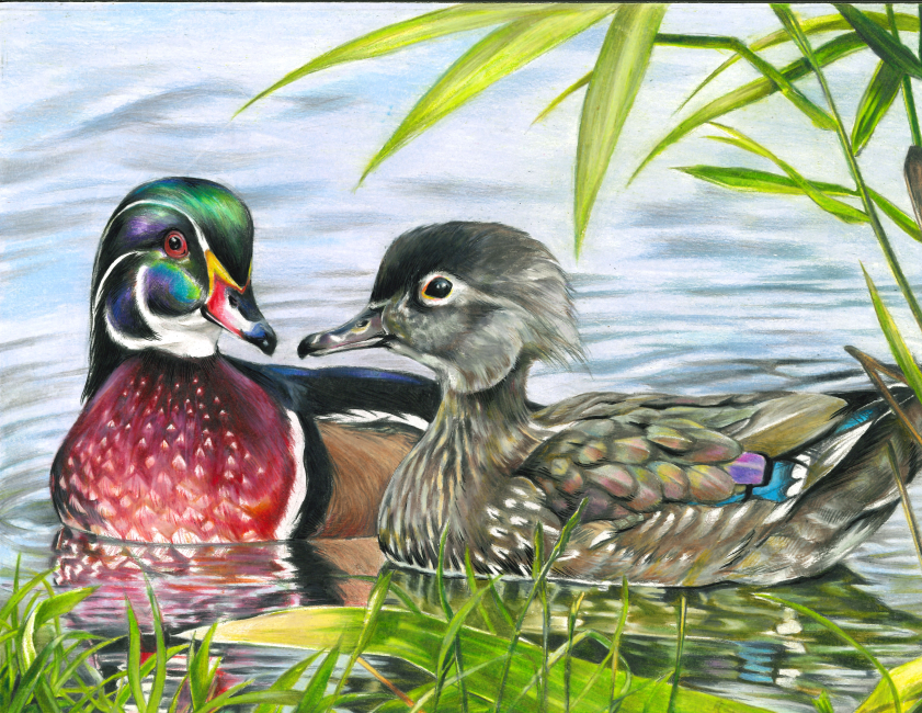 Florida Junior Duck Stamp Contest winner | News, Sports, Jobs - SANIBEL-CAPTIVA - Island Reporter, Islander and Current - Vimarsana News