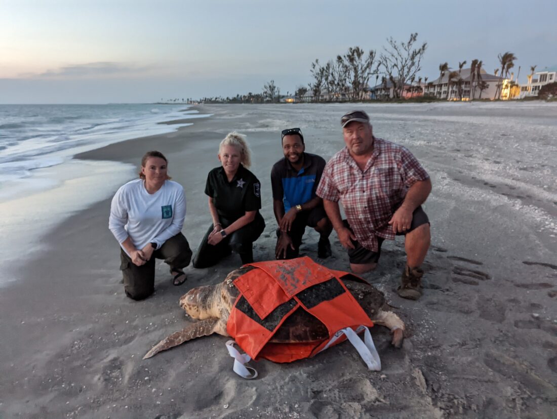 Distressed sea turtle rescued on islands | News, Sports, Jobs - SANIBEL-CAPTIVA - Island Reporter, Islander and Current - Vimarsana News
