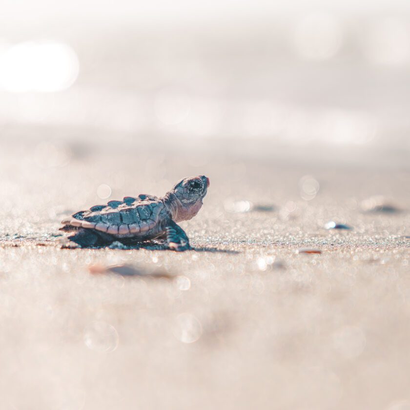 Sea turtle nesting season underway on islands | News, Sports, Jobs - SANIBEL-CAPTIVA - Island Reporter, Islander and Current - Vimarsana News