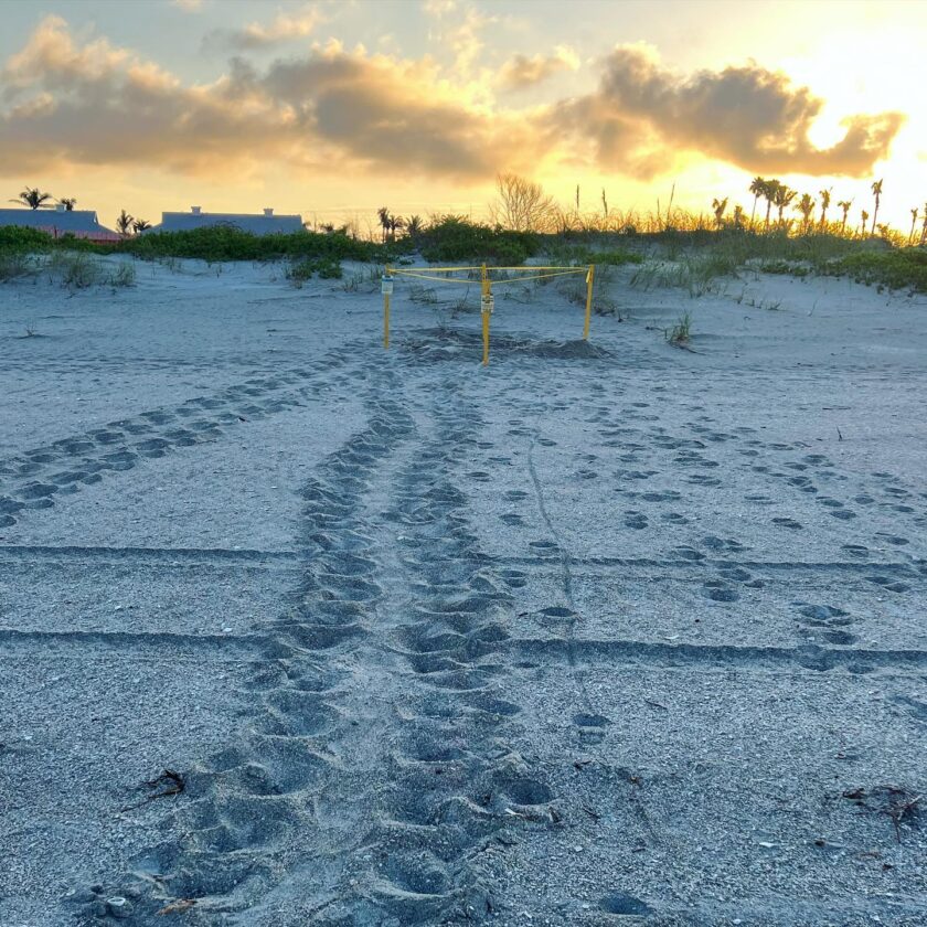 Season's first sea turtle nest found on islands | News, Sports, Jobs - SANIBEL-CAPTIVA - Island Reporter, Islander and Current - Vimarsana News