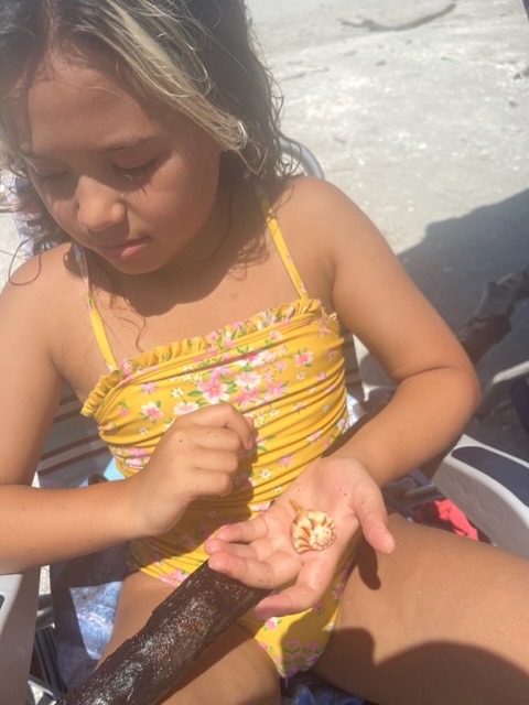 Lightning whelk found on Sanibel | News, Sports, Jobs - SANIBEL-CAPTIVA - Island Reporter, Islander and Current - Vimarsana News