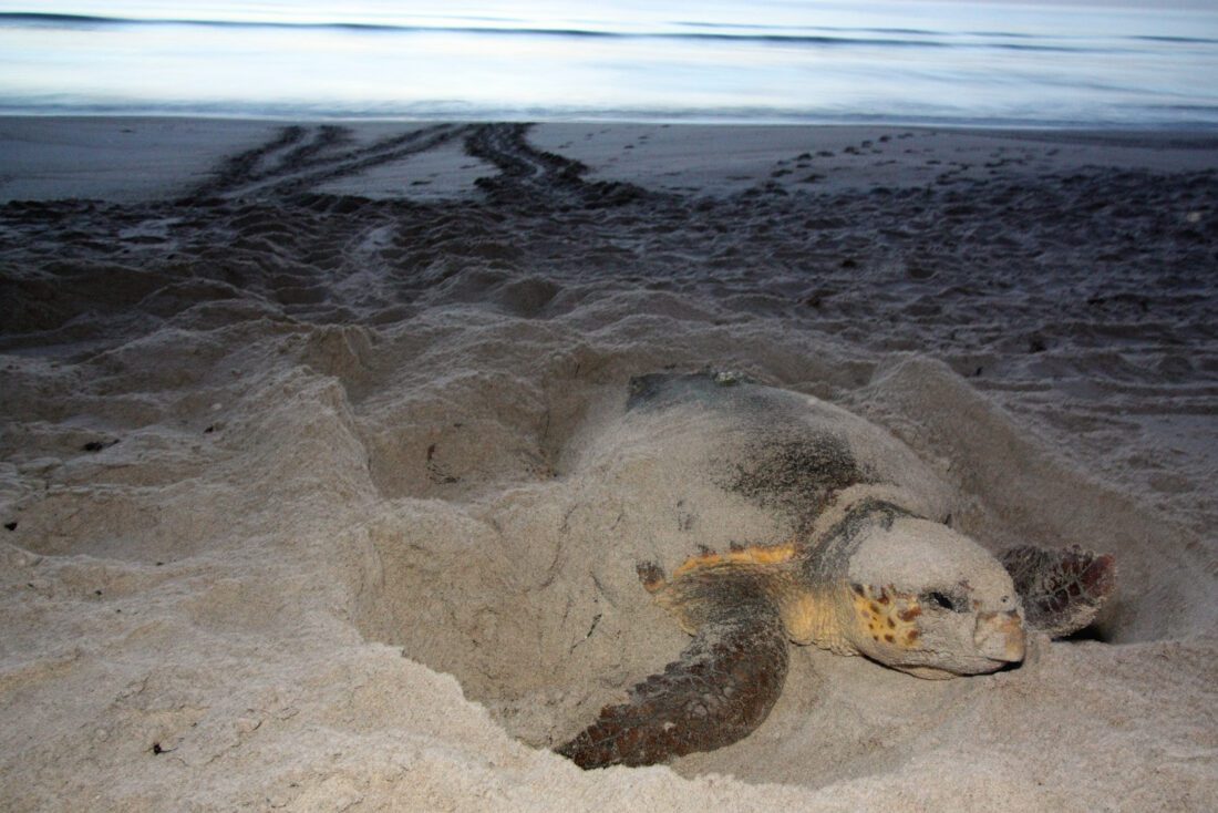 Nesting season arrives for sea turtles and waterbirds | News, Sports, Jobs - SANIBEL-CAPTIVA - Vimarsana News