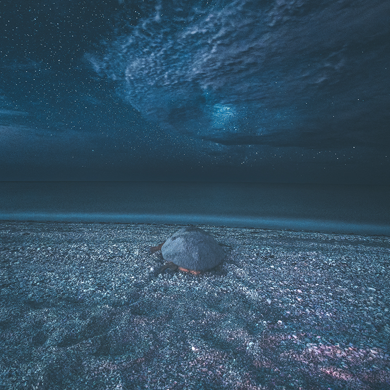 130-plus sea turtle nests found and night tagging underway | News, Sports, Jobs - SANIBEL-CAPTIVA - Vimarsana News