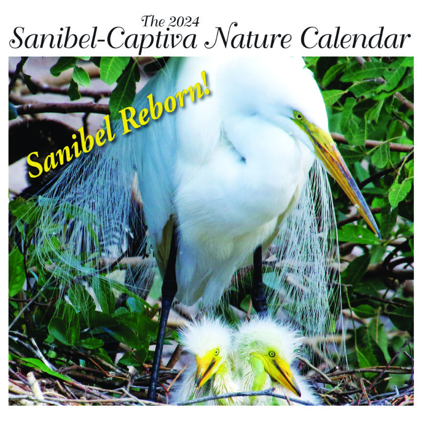 San-Cap Nature Calendar for sale | News, Sports, Jobs - SANIBEL-CAPTIVA - Island Reporter, Islander and Current - Vimarsana News