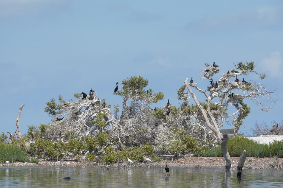 Refuge provides highlights of monthly biology activities | News, Sports, Jobs - SANIBEL-CAPTIVA - Vimarsana News