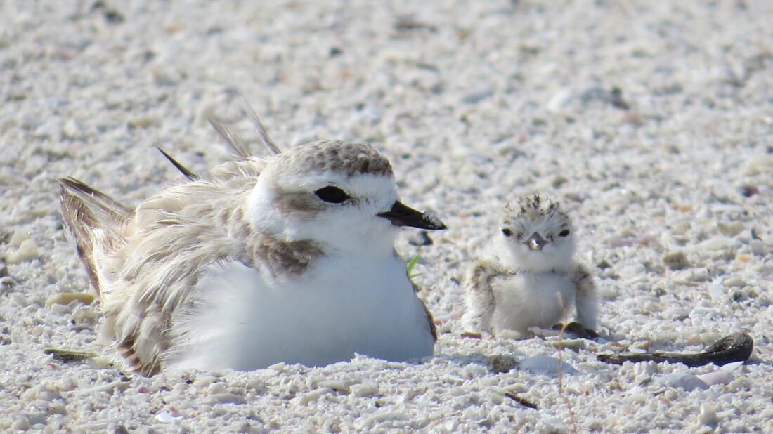 Spring brings more activity from Florida's wildlife | News, Sports, Jobs - SANIBEL-CAPTIVA - Island Reporter, Islander and Current - Vimarsana News