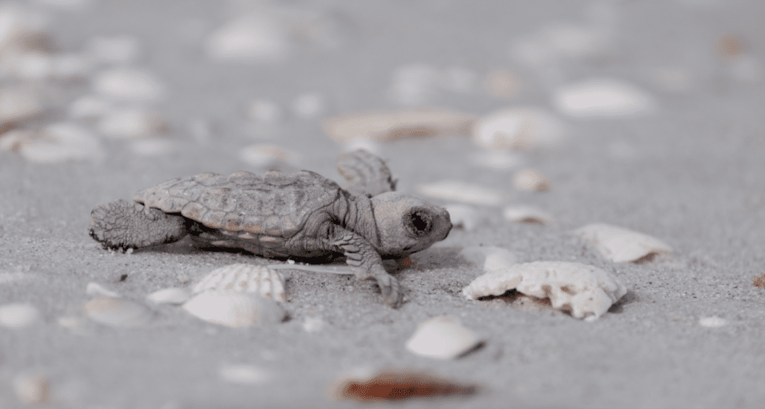 Season's first sea turtle hatchings on islands | News, Sports, Jobs - SANIBEL-CAPTIVA - Island Reporter, Islander and Current - Vimarsana News