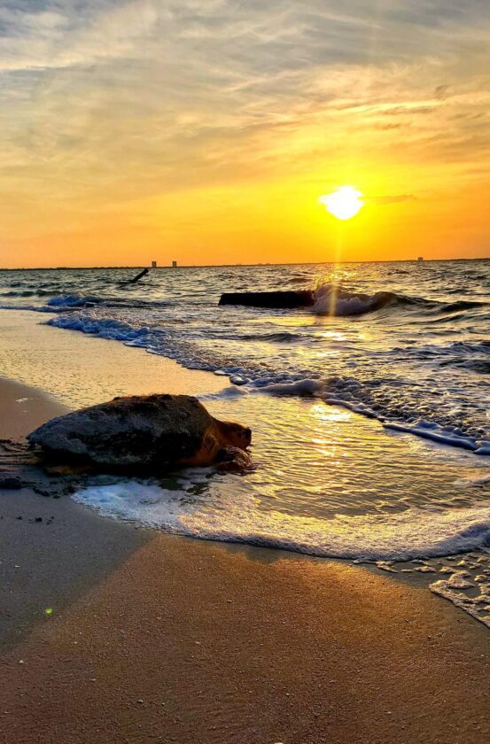 SCCF: Record sea turtle season underway on islands | News, Sports, Jobs - SANIBEL-CAPTIVA - Island Reporter, Islander and Current - Vimarsana News