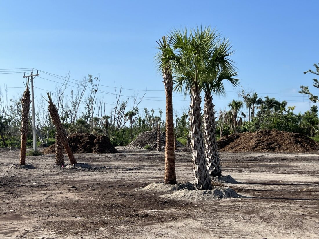 Restoration progressing at Puschel Preserve | News, Sports, Jobs - SANIBEL-CAPTIVA - Island Reporter, Islander and Current - Vimarsana News