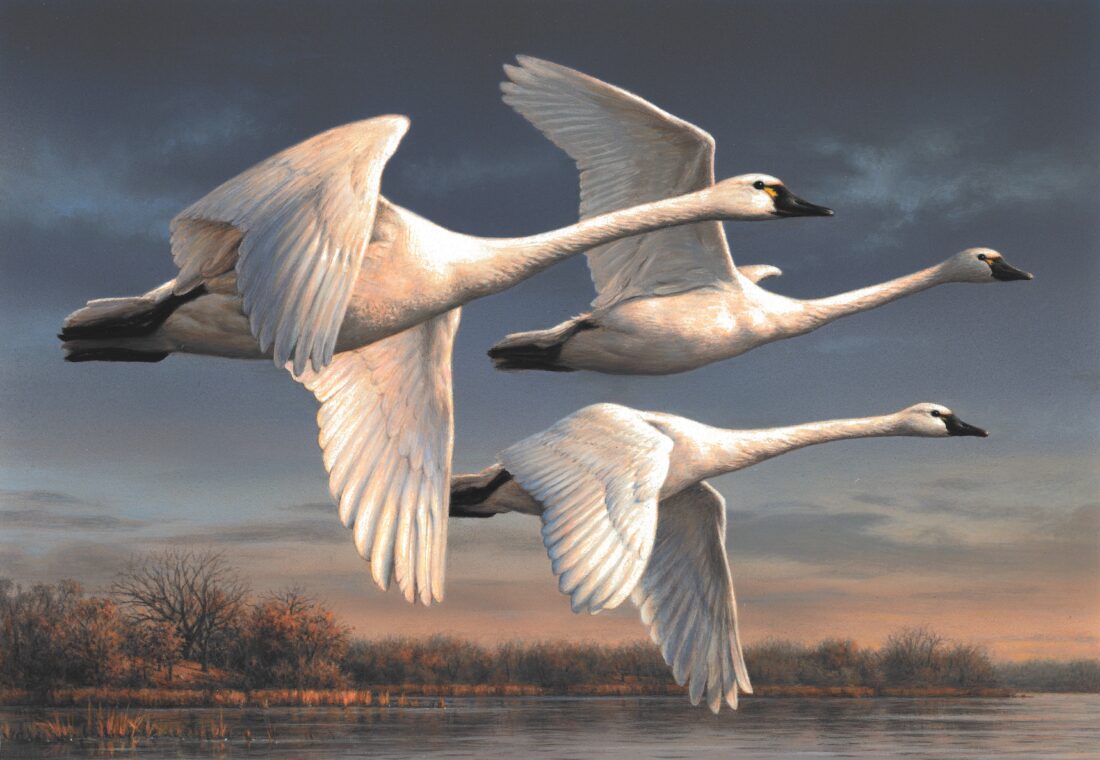 'Winningest' federal duck stamp artist to take part in refuge's Art in the Wild | News, Sports, Jobs - SANIBEL-CAPTIVA - Vimarsana News