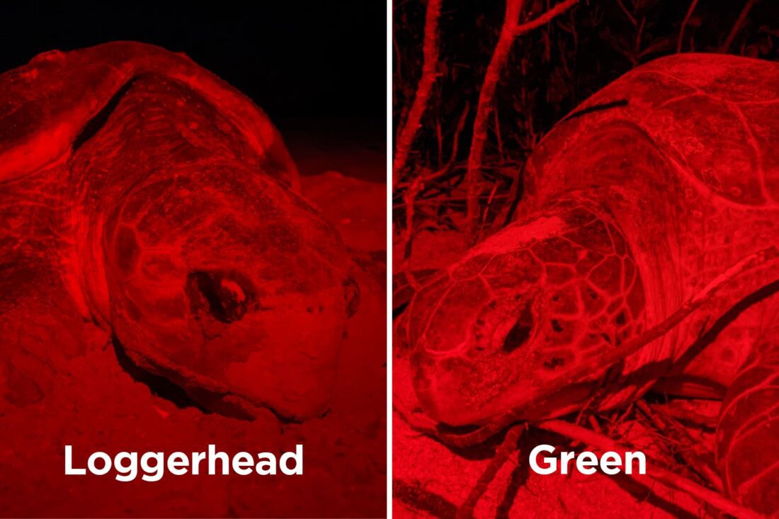 SCCF compares loggerhead, green sea turtles | News, Sports, Jobs - SANIBEL-CAPTIVA - Island Reporter, Islander and Current - Vimarsana News