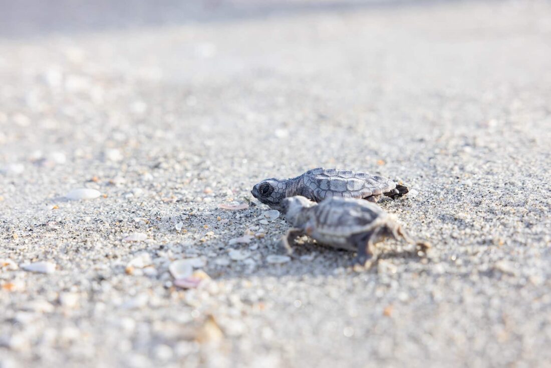 Sea turtle nesting winding down on islands | News, Sports, Jobs - SANIBEL-CAPTIVA - Island Reporter, Islander and Current - Vimarsana News