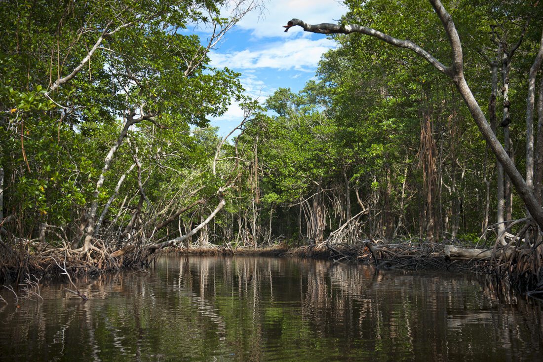 SCCF asking coastal property owners to take survey | News, Sports, Jobs - SANIBEL-CAPTIVA - Island Reporter, Islander and Current - Vimarsana News