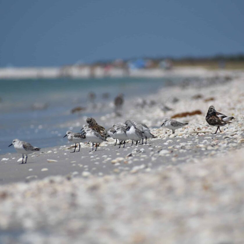 SCCF: 4.9K sightings during Global Shorebird Count | News, Sports, Jobs - SANIBEL-CAPTIVA - Island Reporter, Islander and Current - Vimarsana News