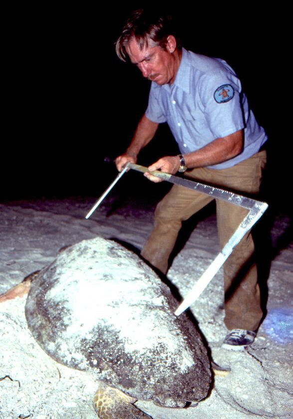 SCCF: More loggerhead nests, encounters in recent years | News, Sports, Jobs - SANIBEL-CAPTIVA - Vimarsana News