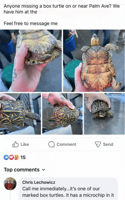 SCCF-tagged box turtle found on Pine Island | News, Sports, Jobs - SANIBEL-CAPTIVA - Island Reporter, Islander and Current - Vimarsana News